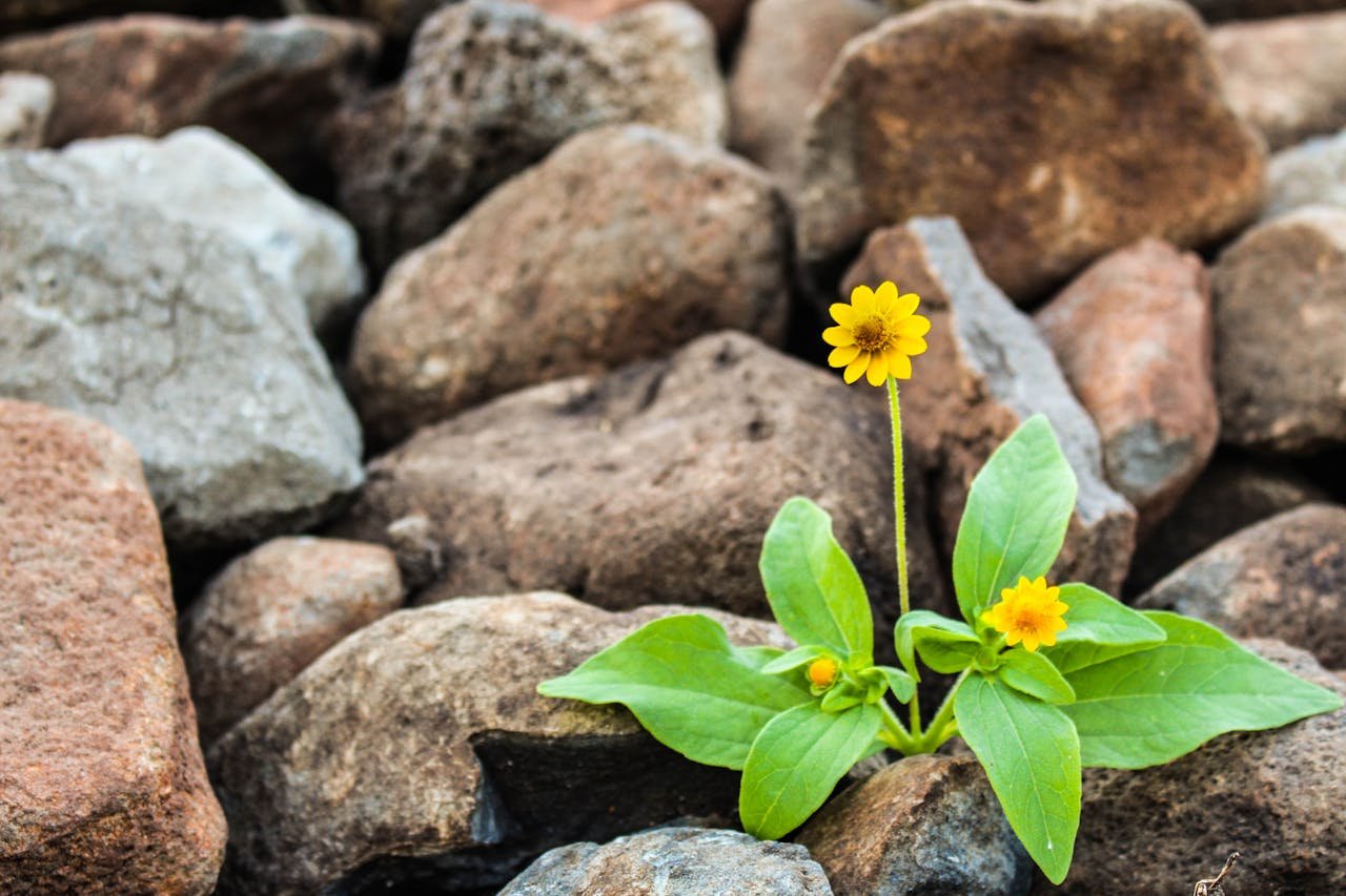 about-01 A vibrant yellow flower blooming amidst rugged brown rocks, symbolizing resilience.